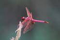 J01_3688 Trithemis annulata.JPG
